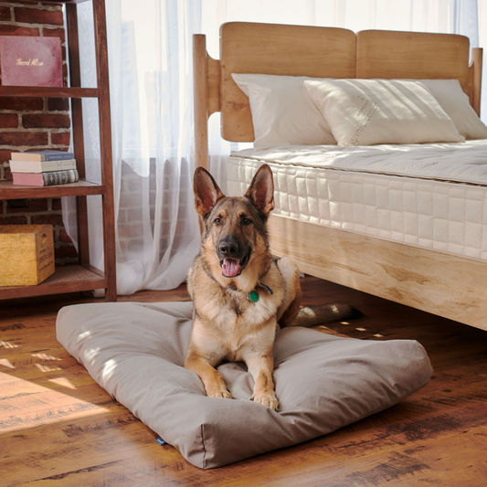 Naturepedic Organic Latex Dog Bed